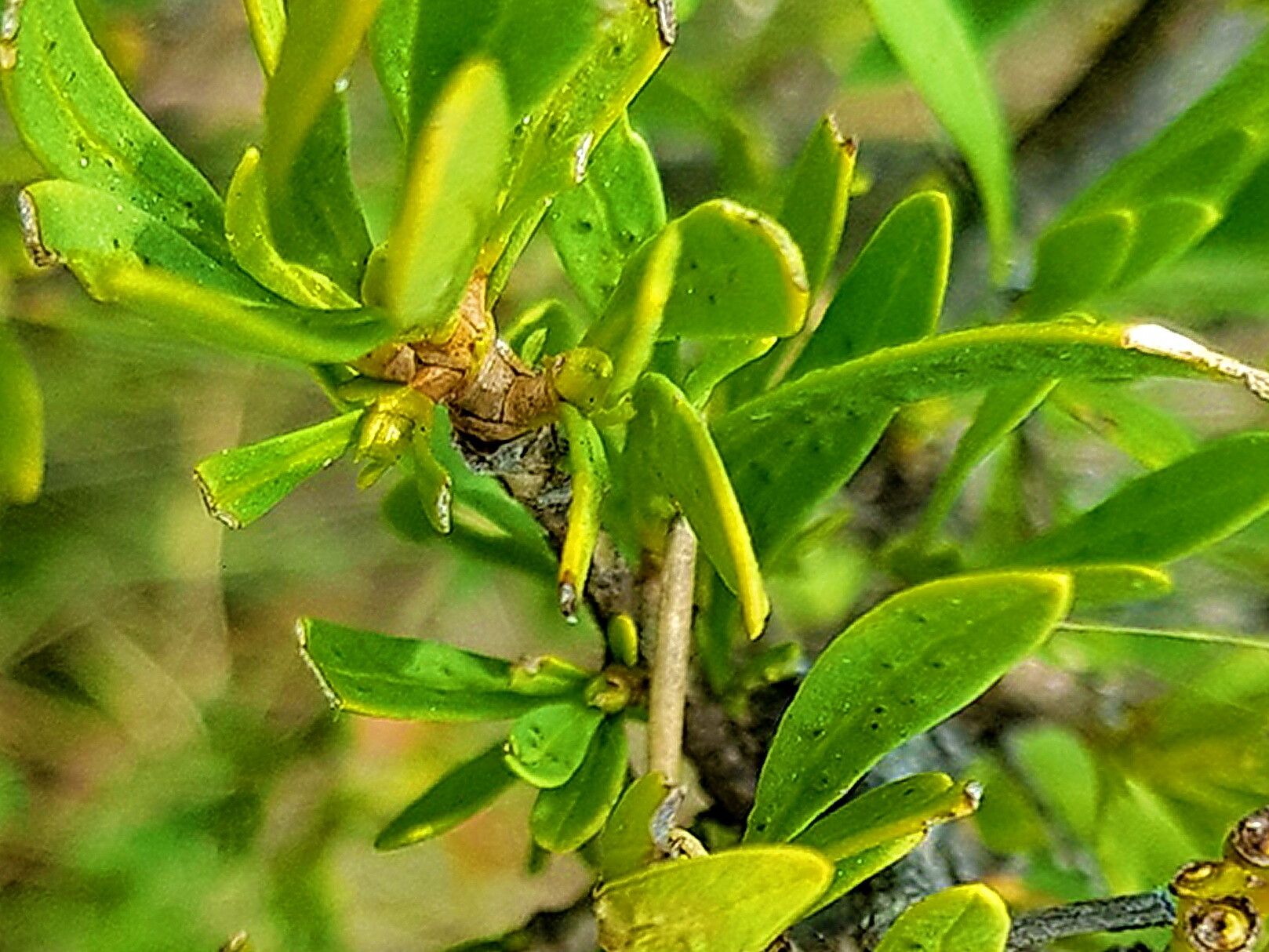 Pavetta zeyheri — houseplant care guide