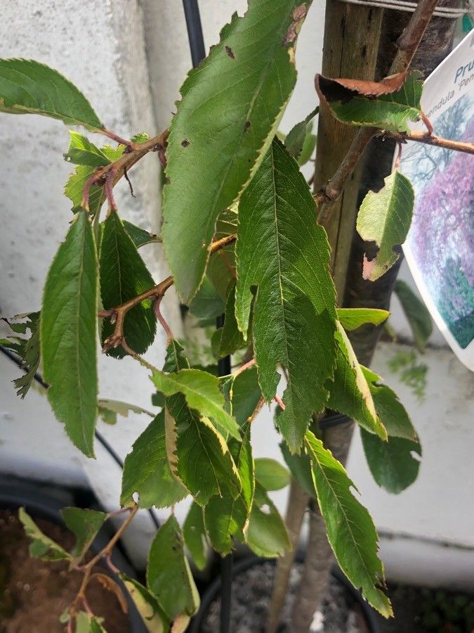 Prunus × yedoensis — clay tolerant houseplant