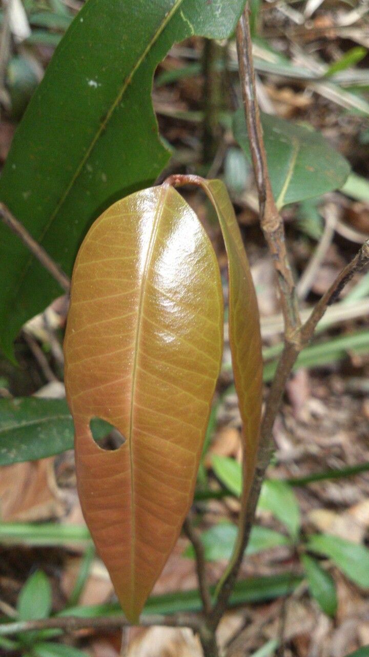 Eugenia sancarlosensis leaf