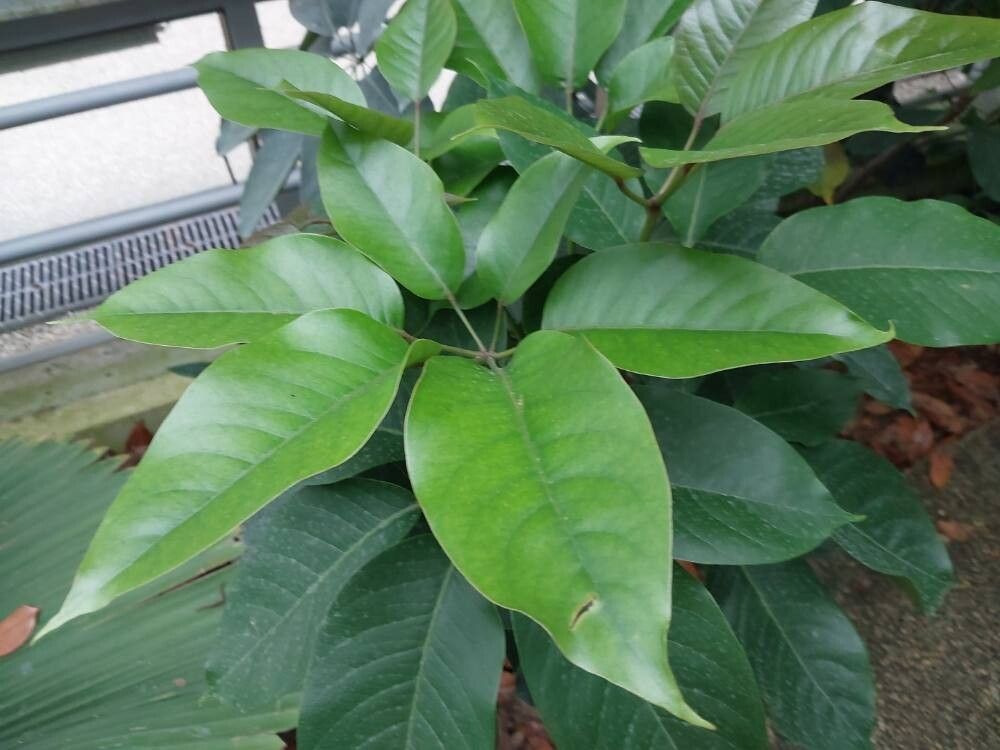 Heptapleurum venulosum leaf