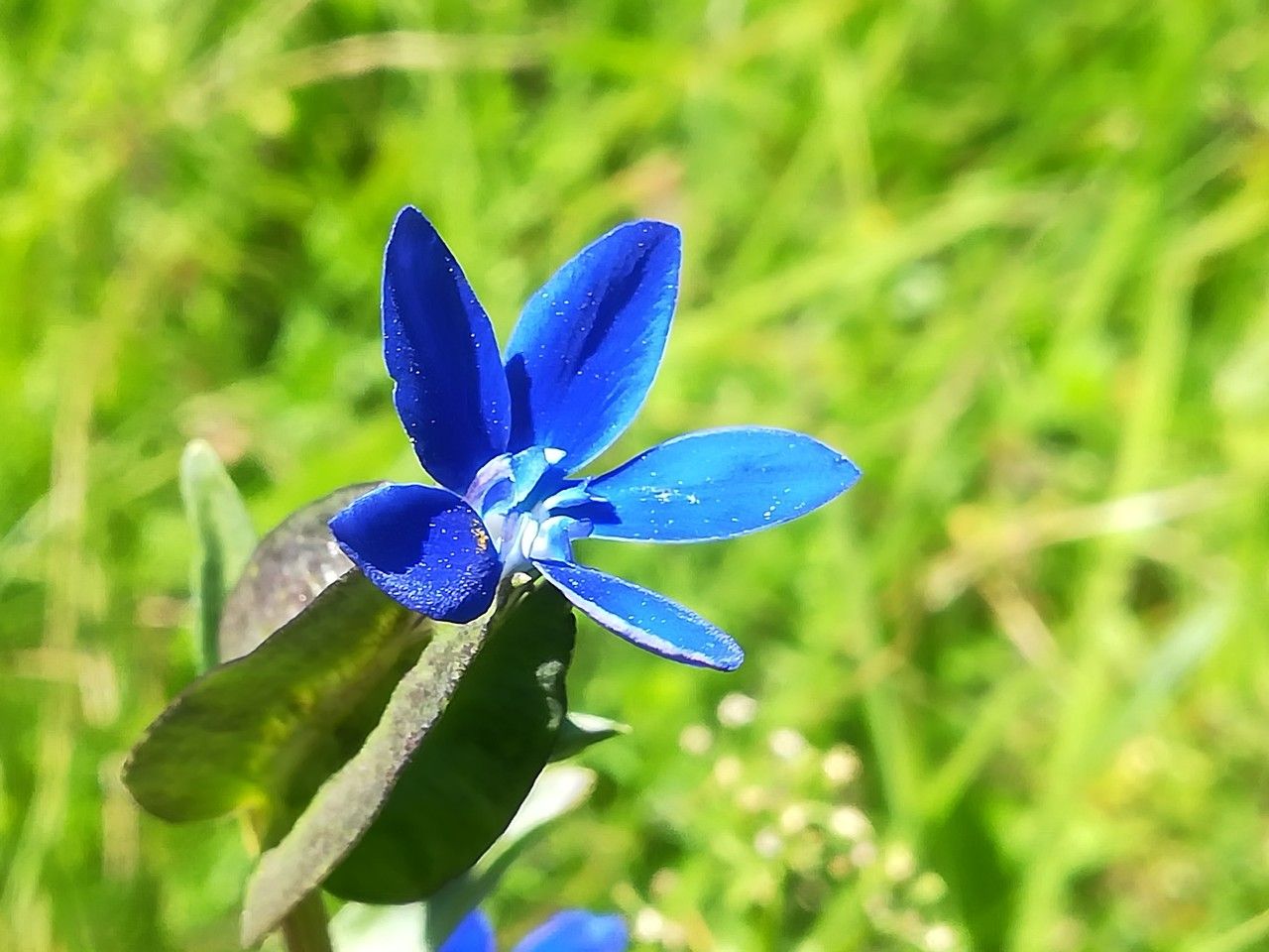 Gentiana utriculosa flower