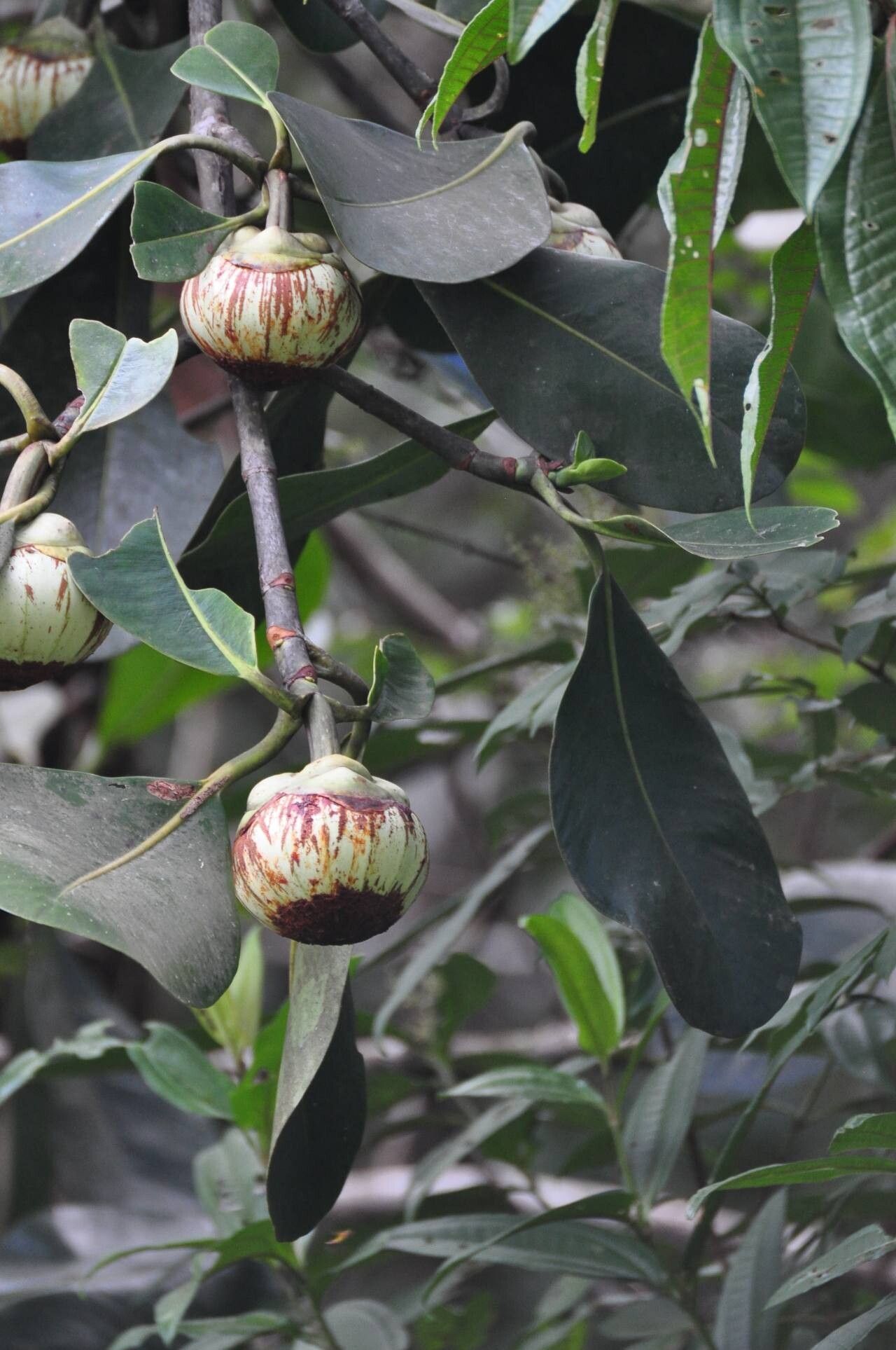 Clusia nemorosa leaf