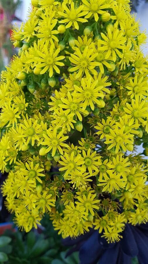 Aeonium undulatum flower
