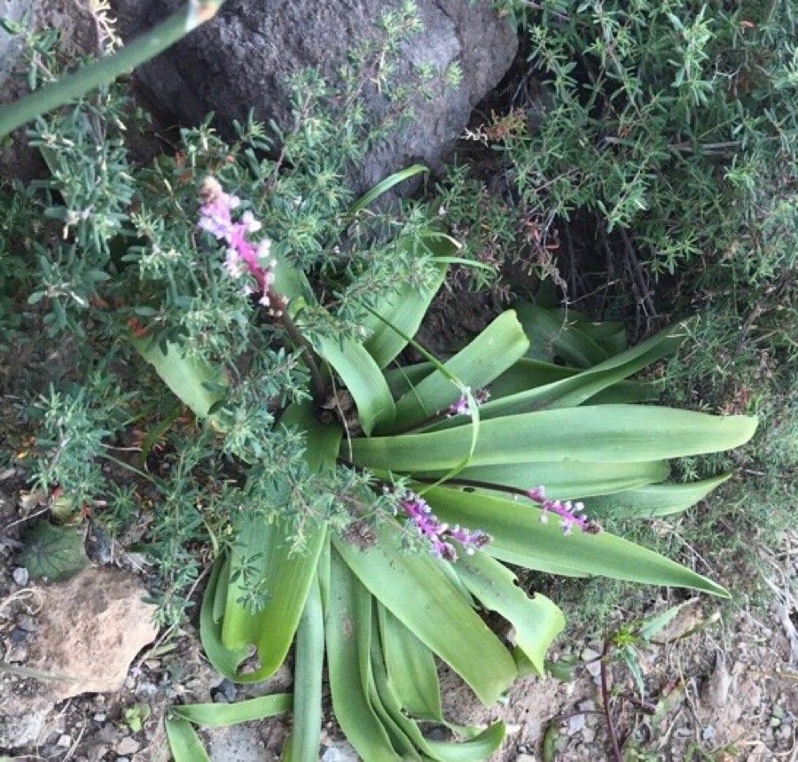 Scilla haemorrhoidalis leaf