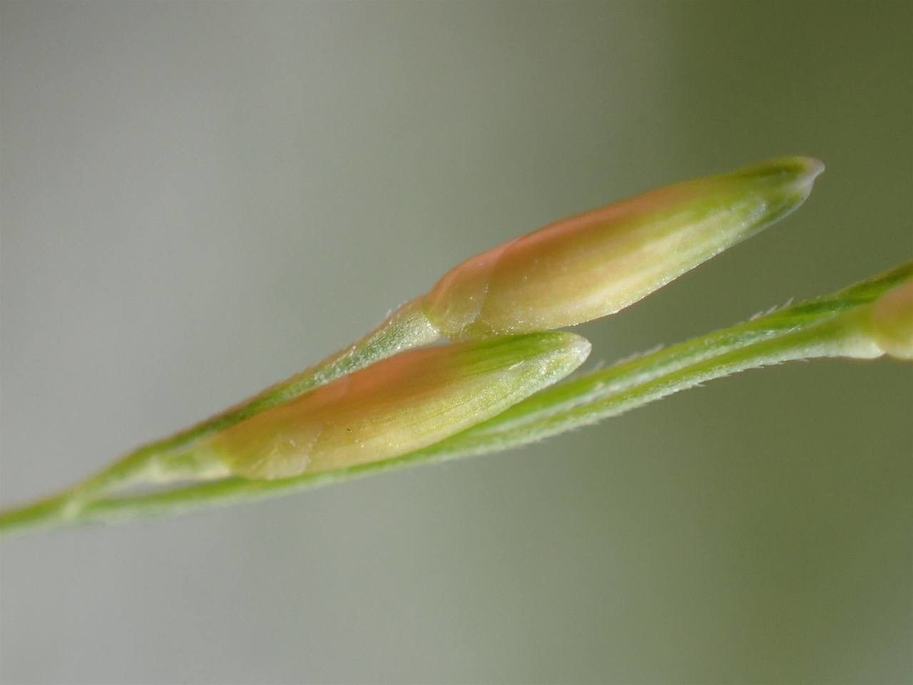 Panicum dichotomiflorum fruit