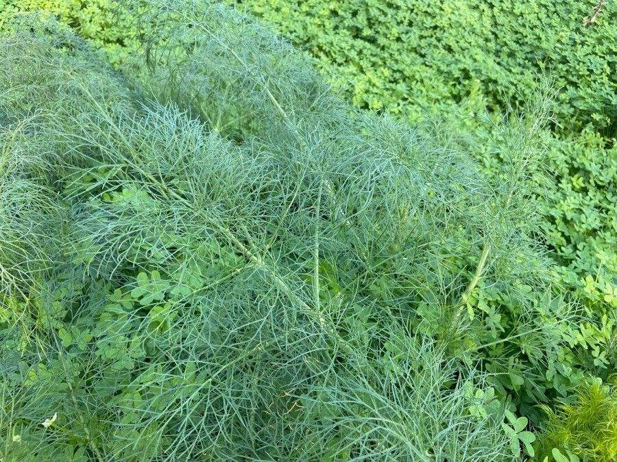 Ferula communis — search result for 'Apiaceae'