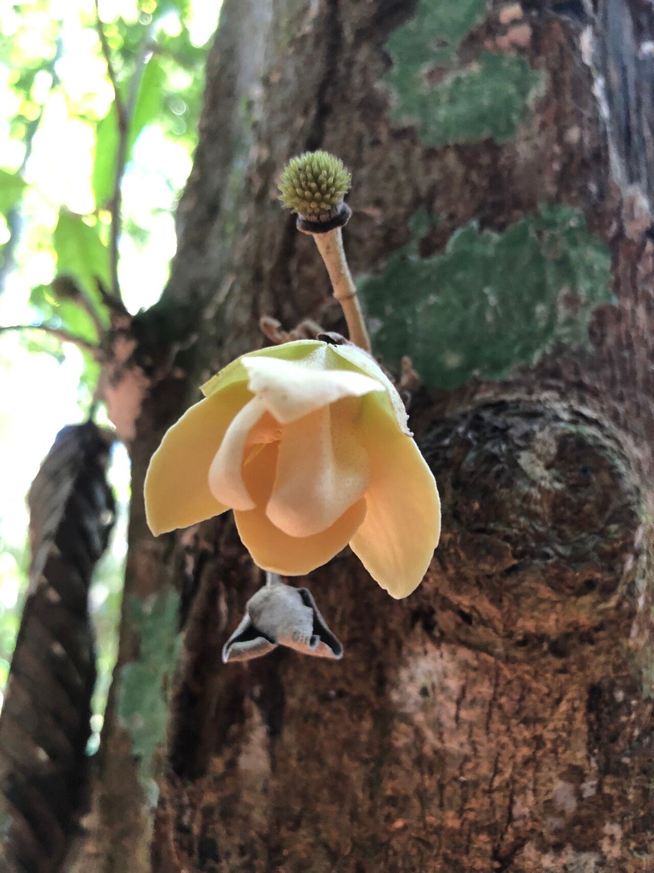 Duguetia cauliflora flower