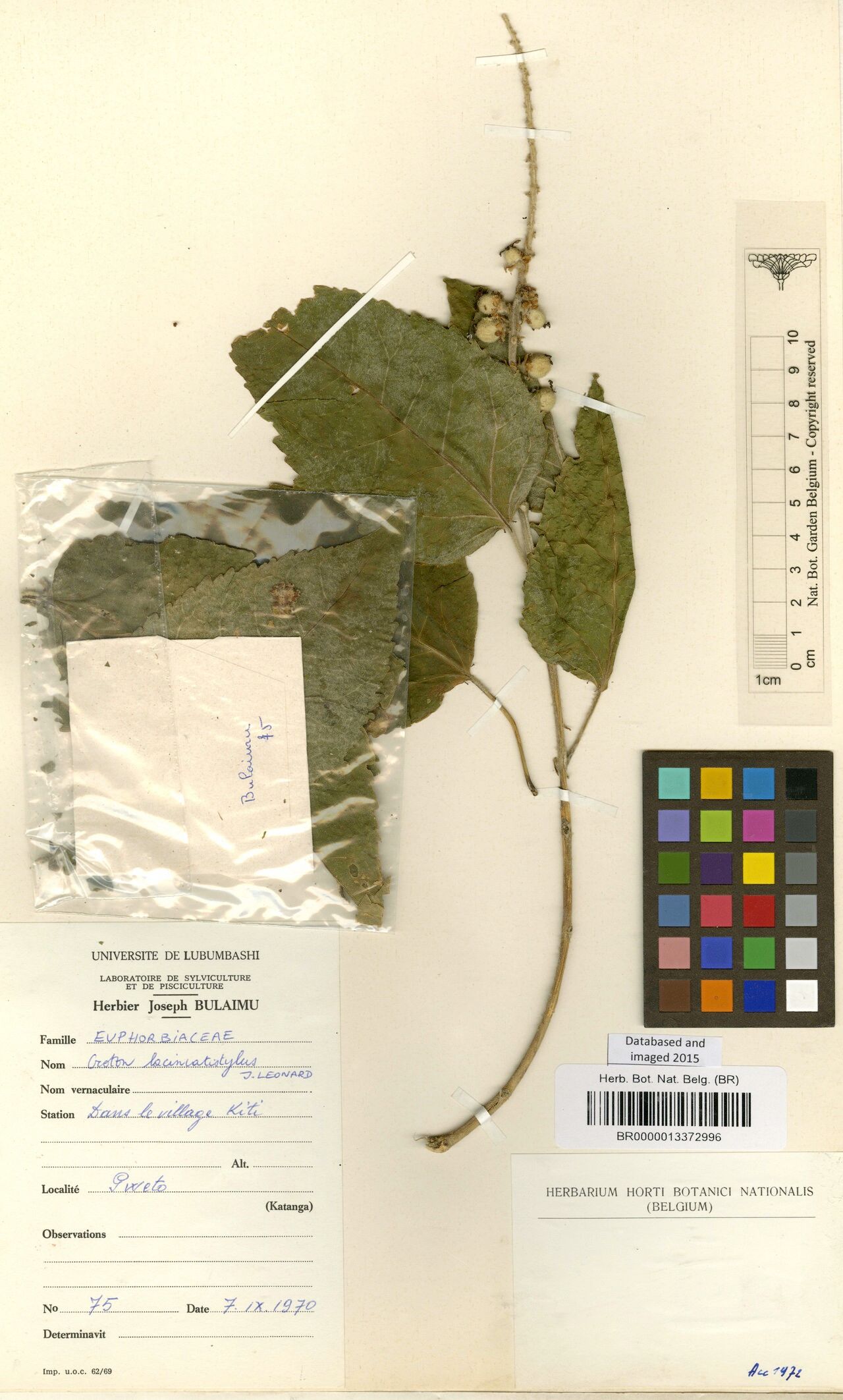 Croton laciniatistylus — houseplant care guide