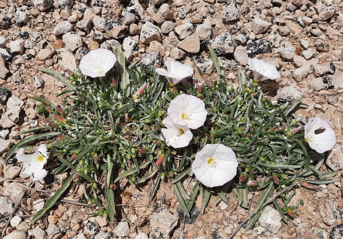 Convolvulus lineatus habit