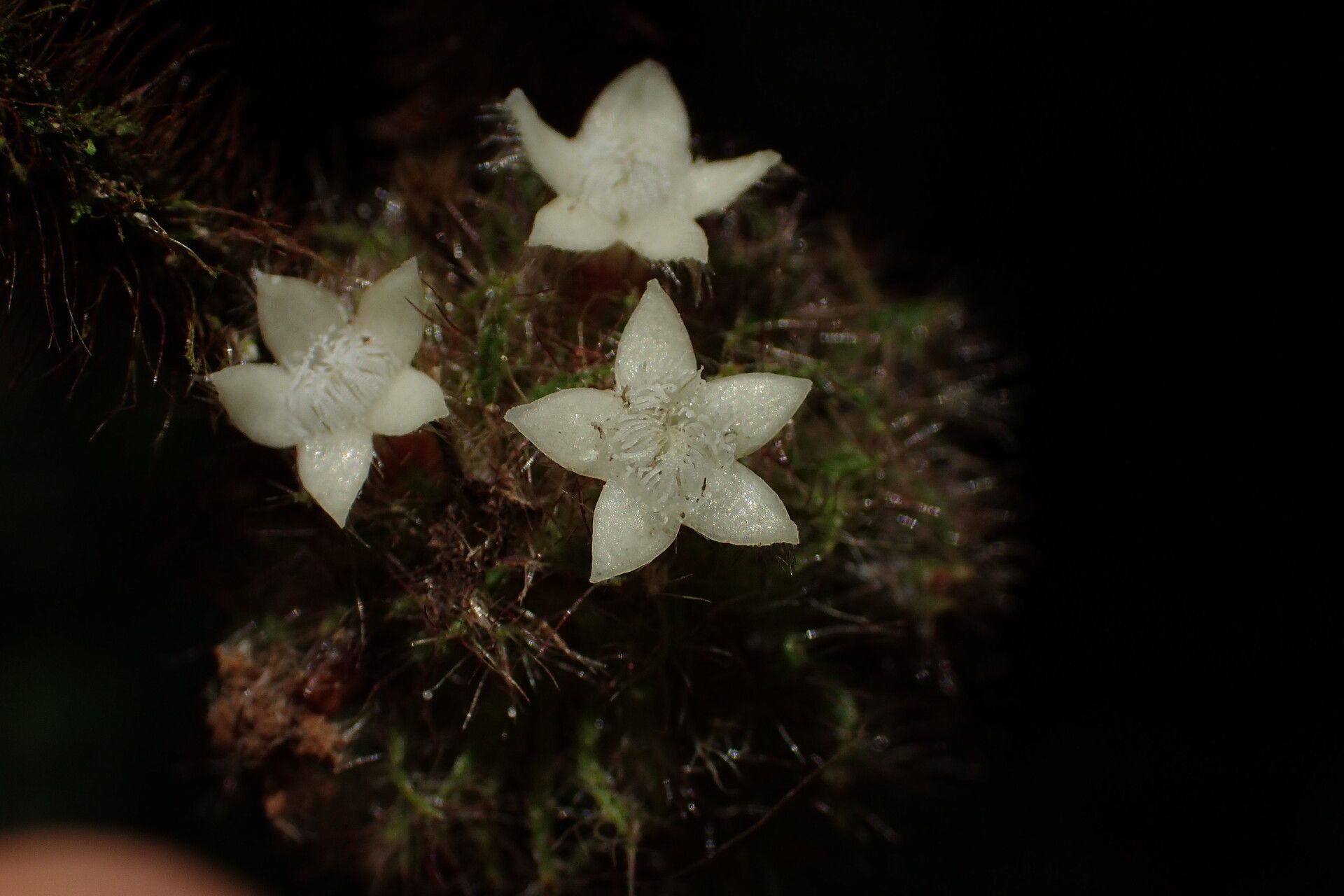 Sabicea medusula flower