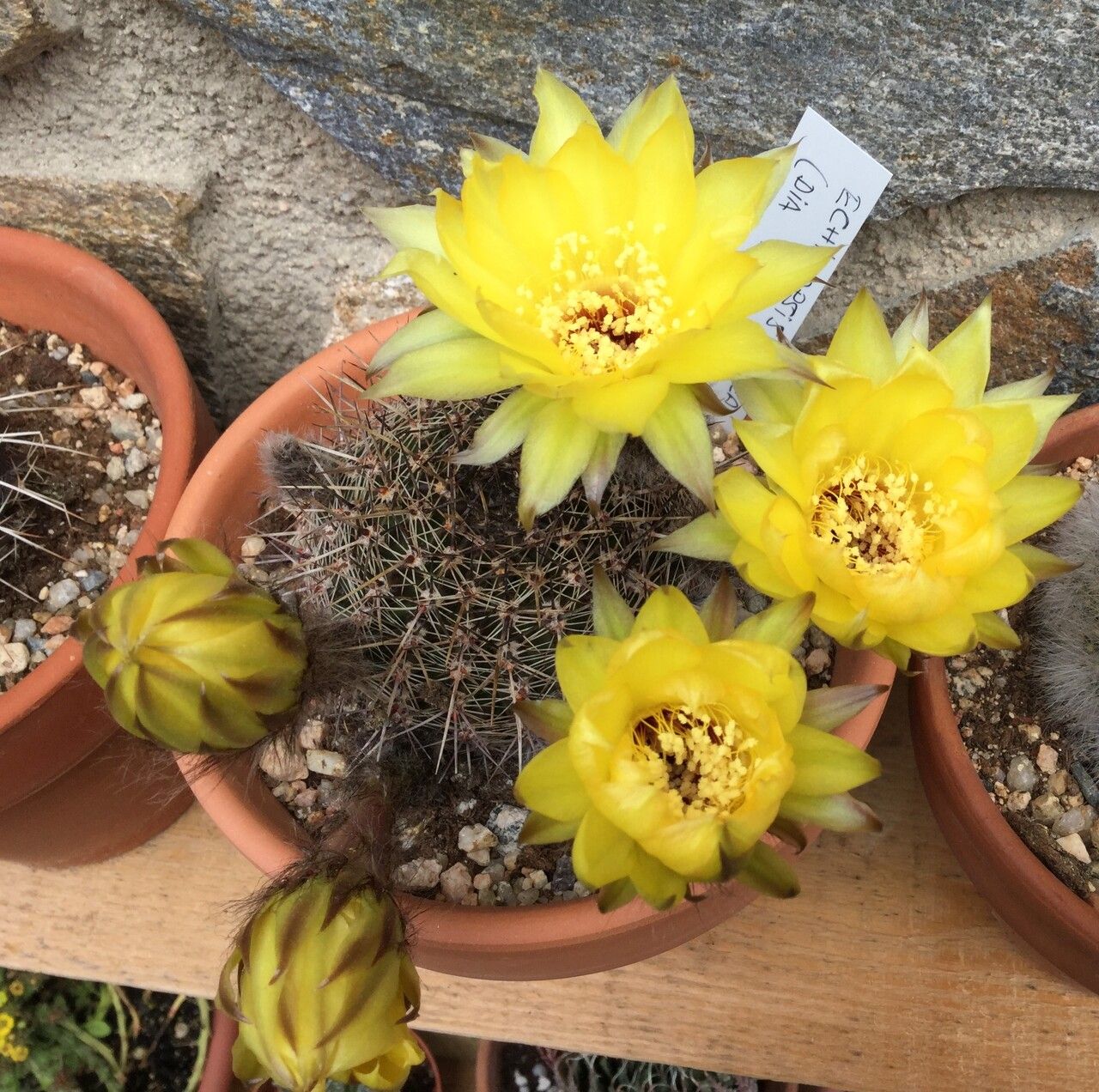 Echinopsis aurea flower