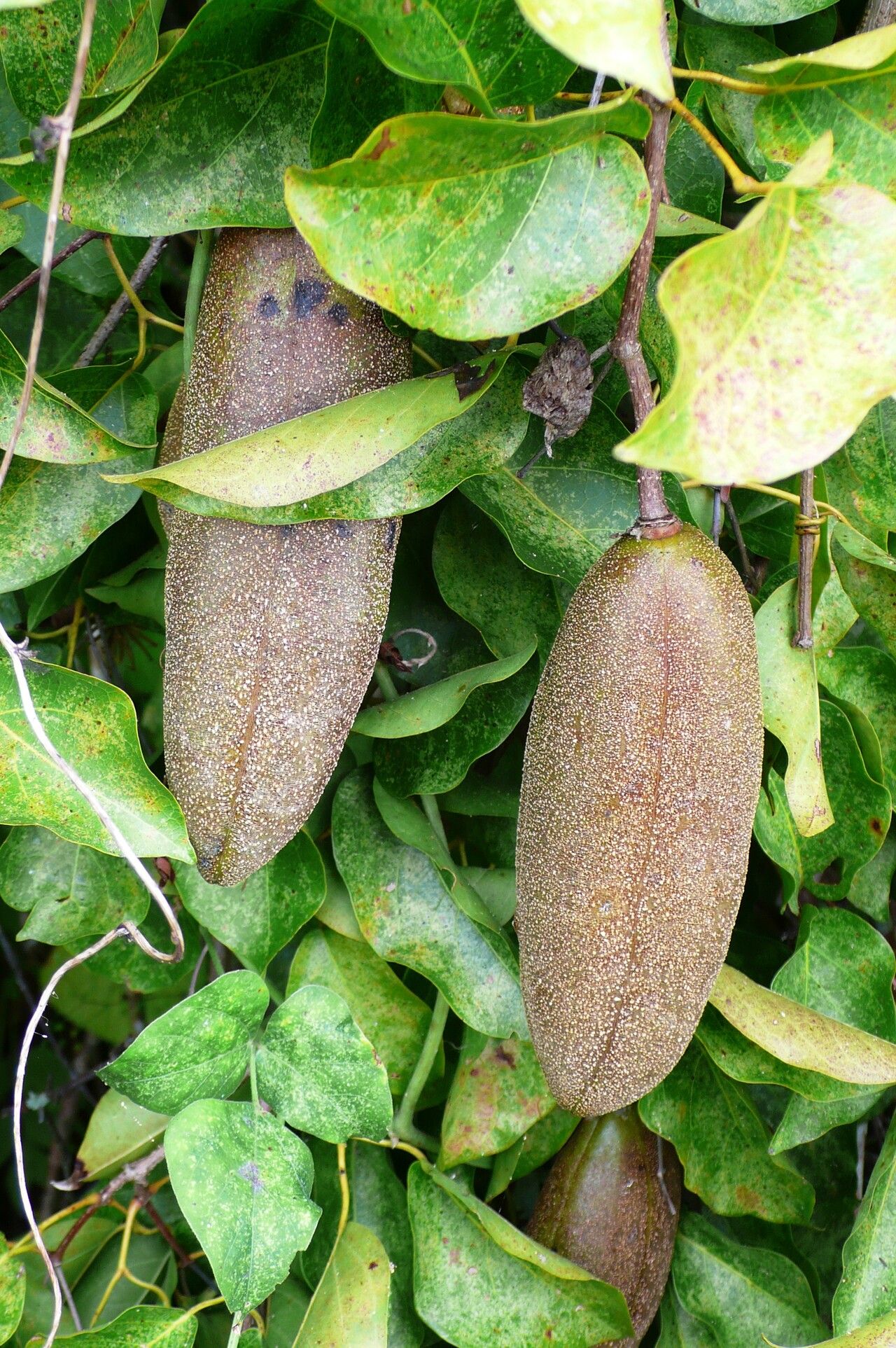 Dolichandra quadrivalvis fruit