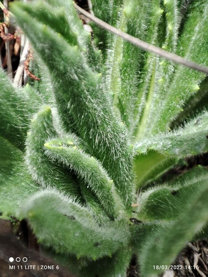 Senecio isabelis — search result for 'Senecio'