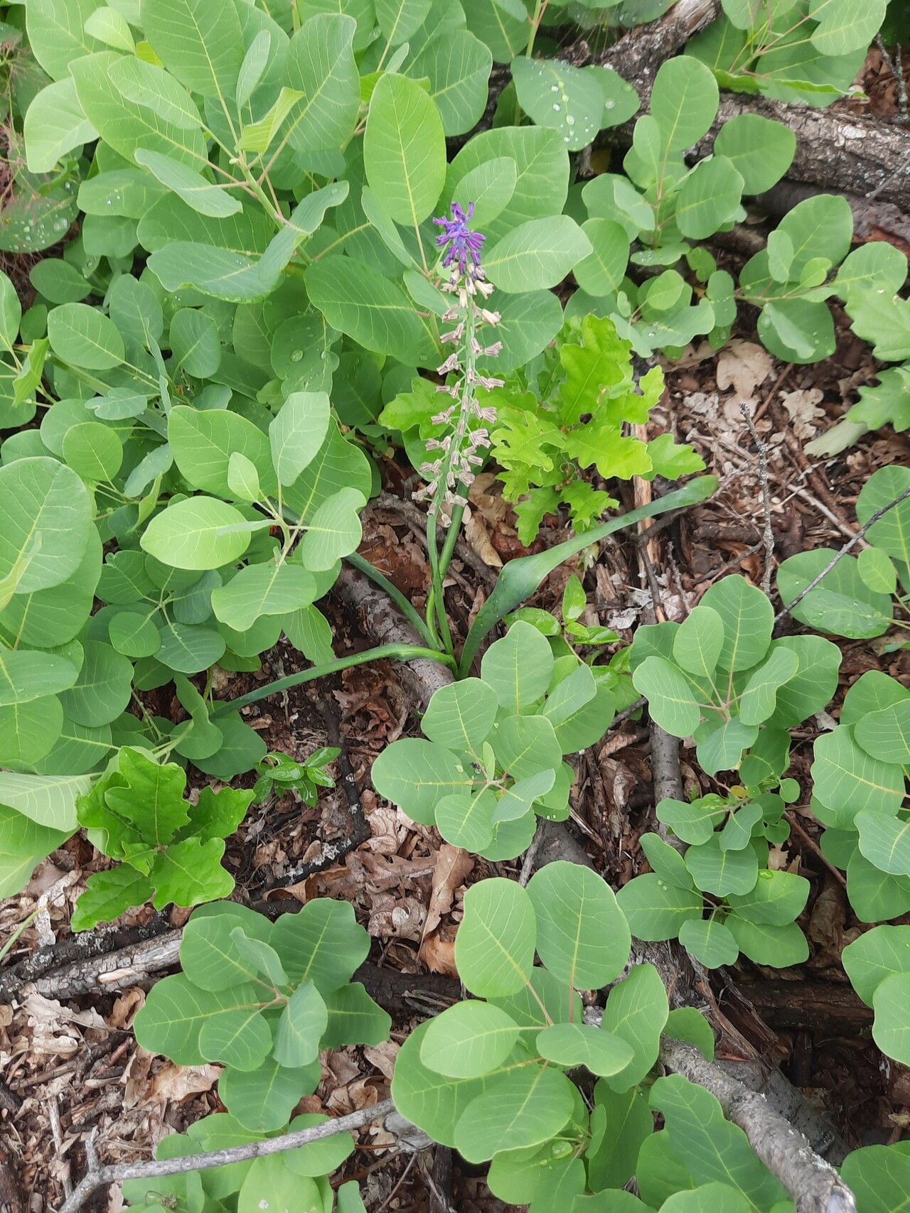 Leopoldia tenuiflora flower