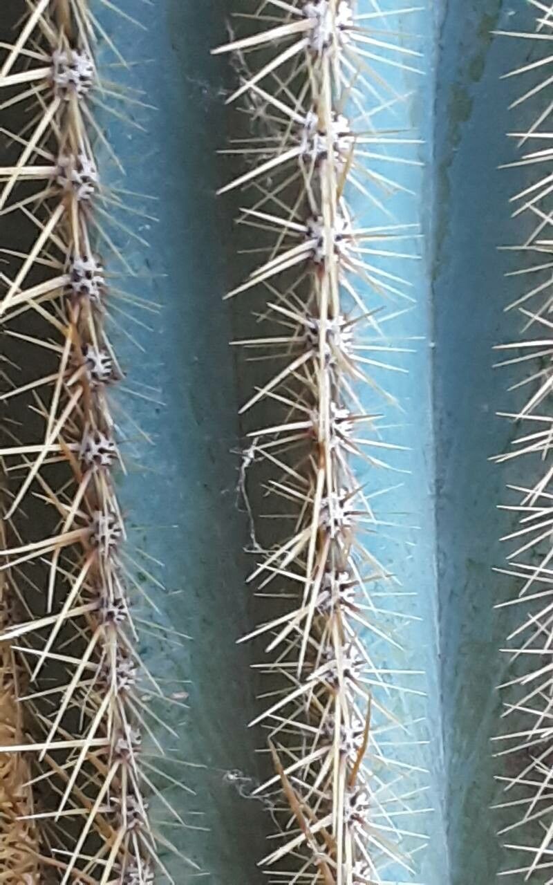 Pilosocereus machrisii leaf