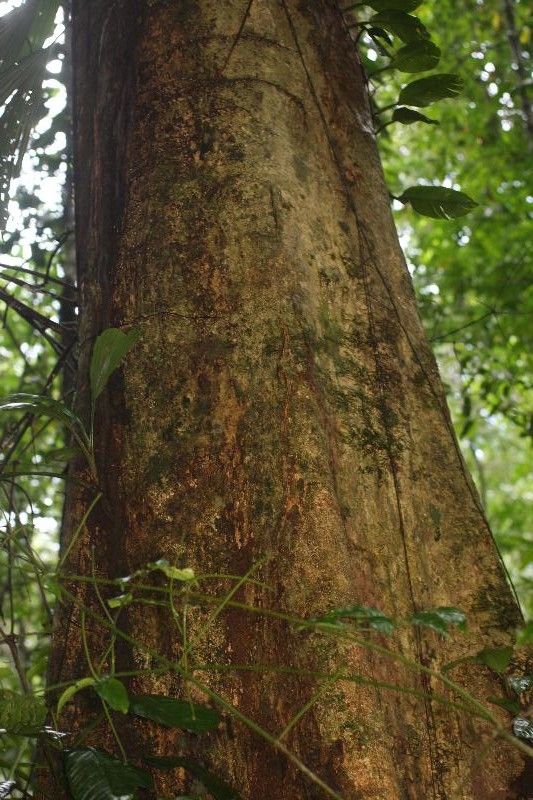 Dipteryx odorata bark