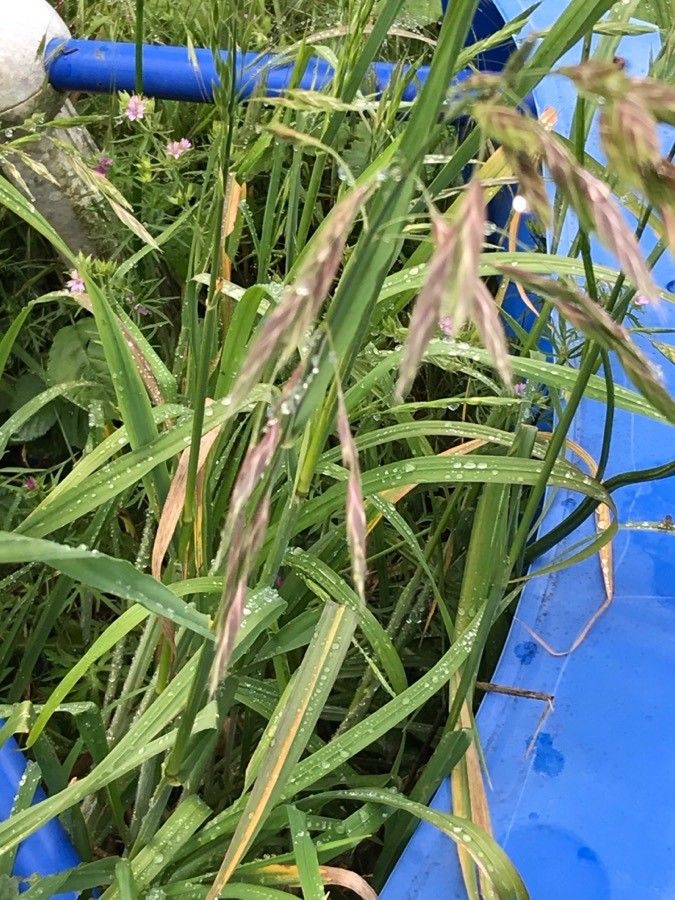 Ceratochloa cathartica — search result for 'Bromus'