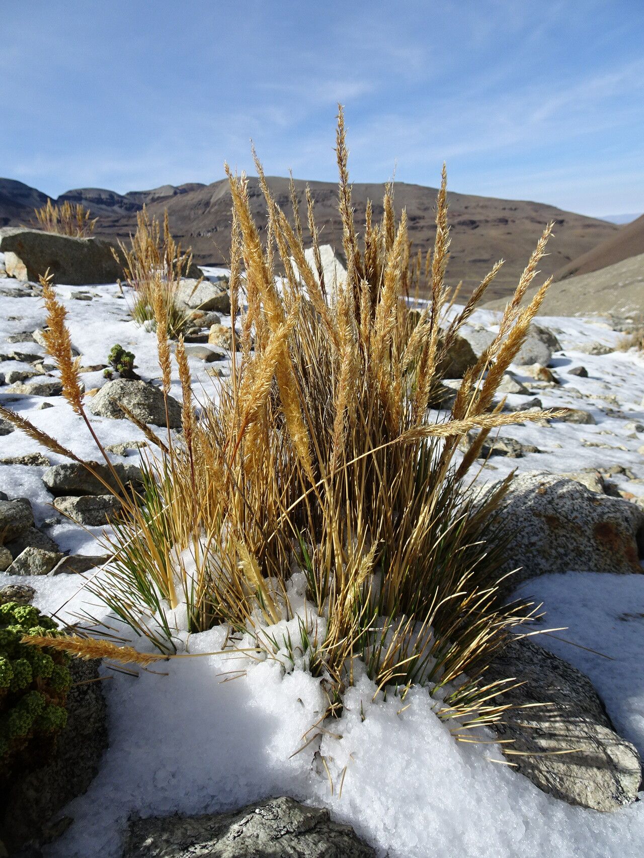 Cinnagrostis nitidula habit