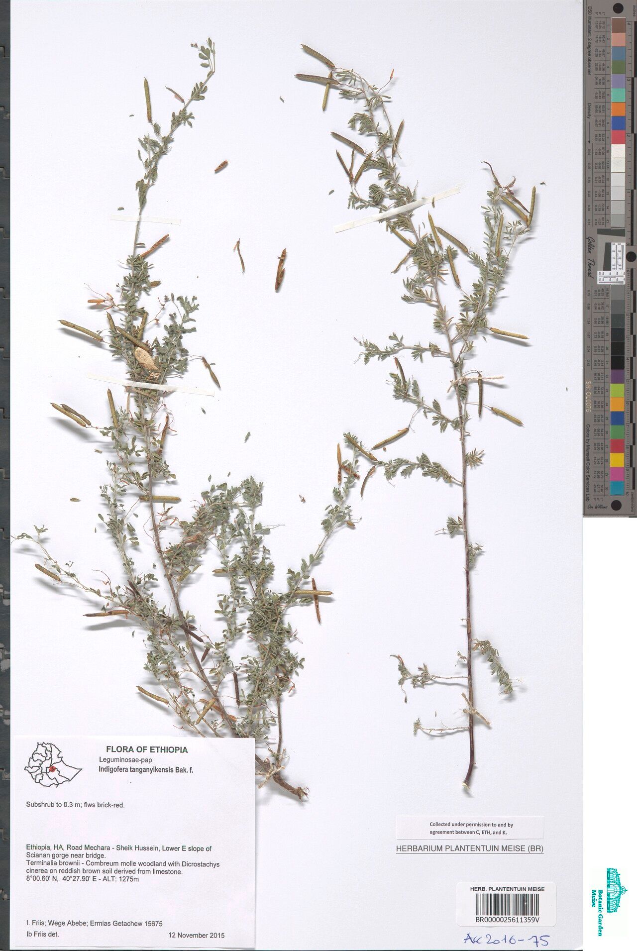 Indigofera tanganyikensis — houseplant care guide