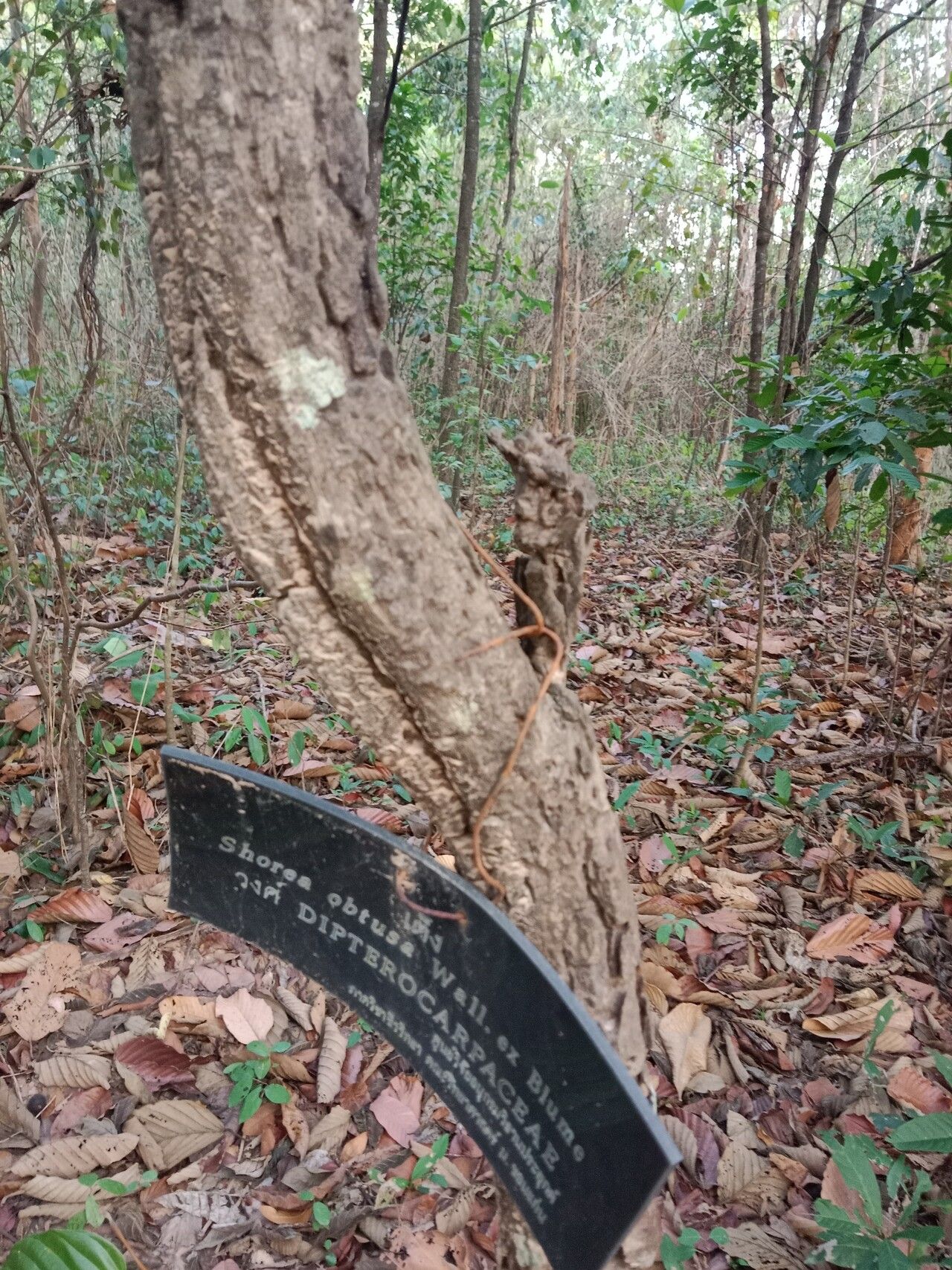 Shorea obtusa bark