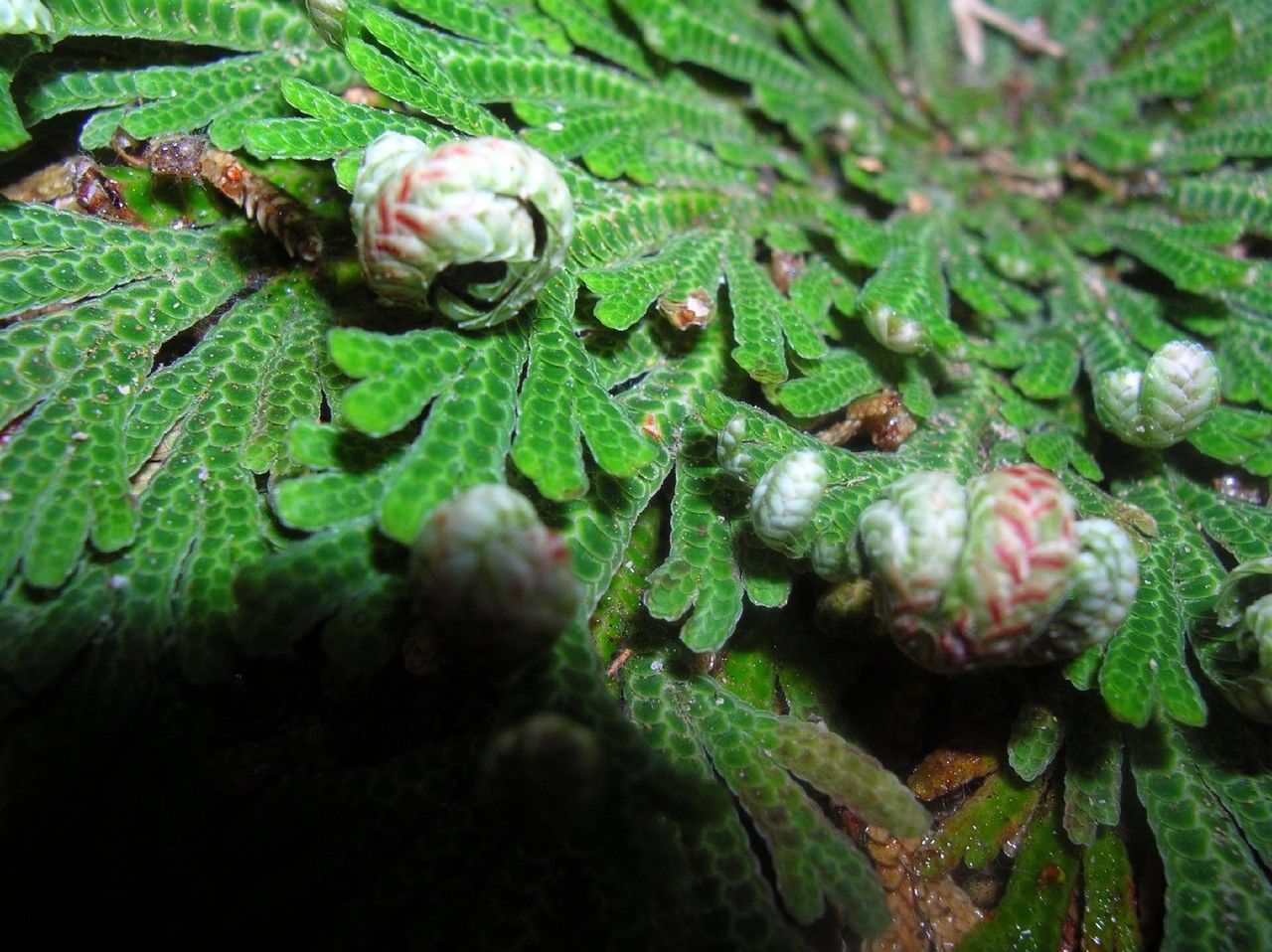Selaginella lepidophylla habit