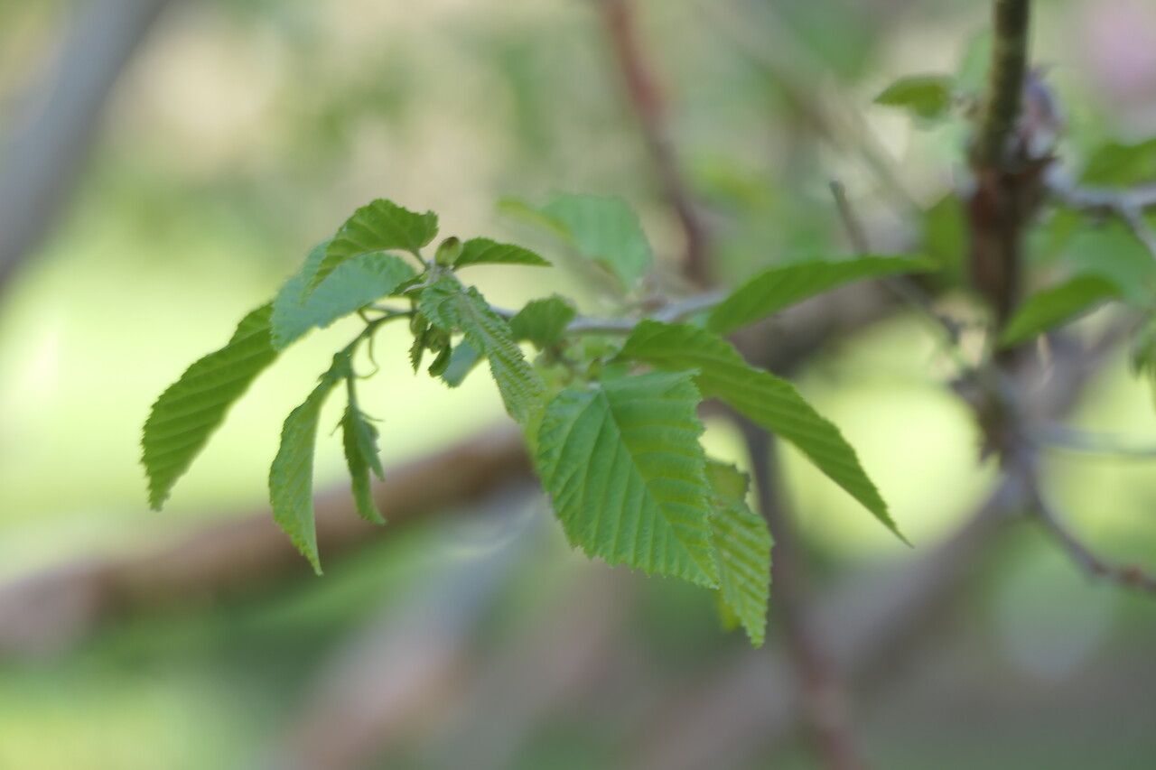 Corylus fargesii leaf