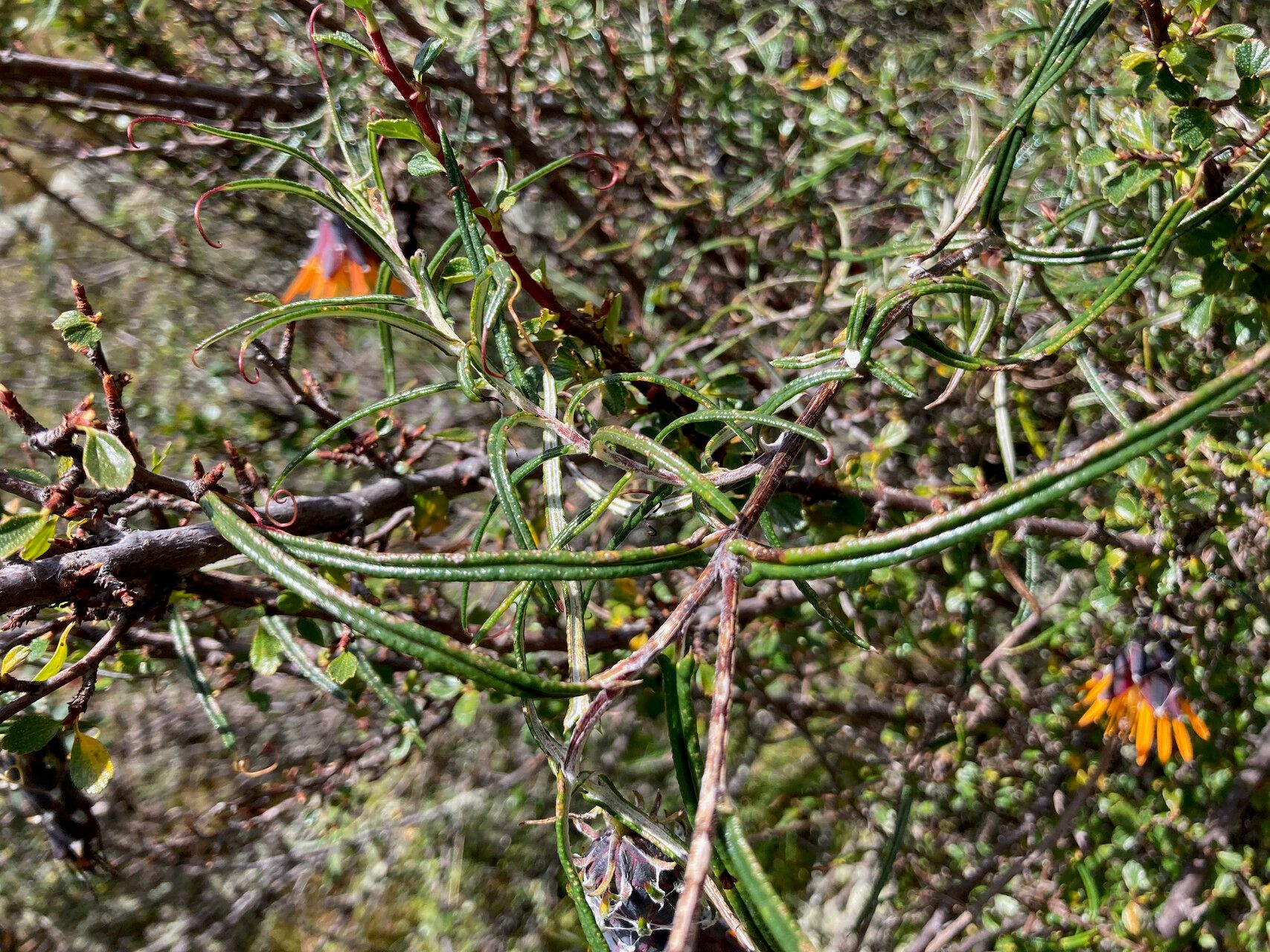 Mutisia mathewsii — houseplant care guide