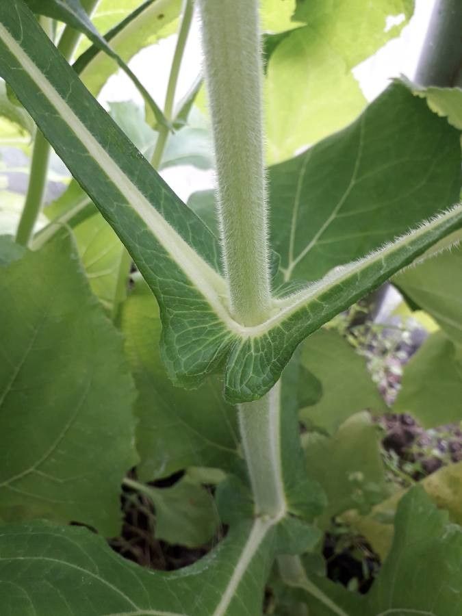 Smallanthus sonchifolius bark
