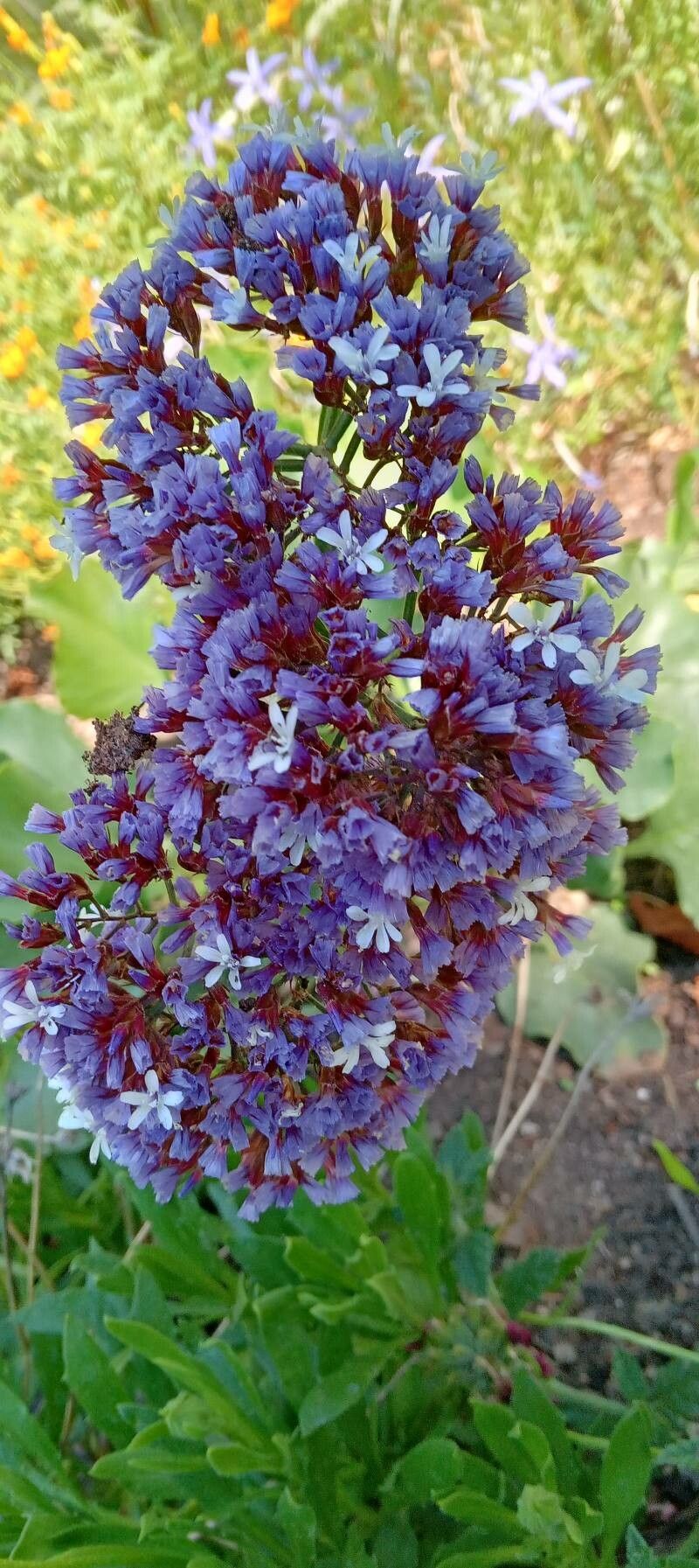 Limonium perezii flower
