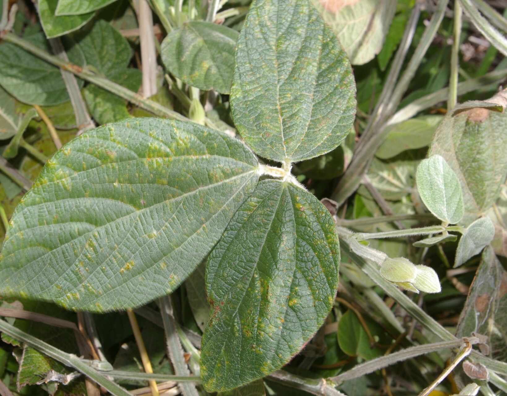 Rhynchosia reticulata — houseplant care guide