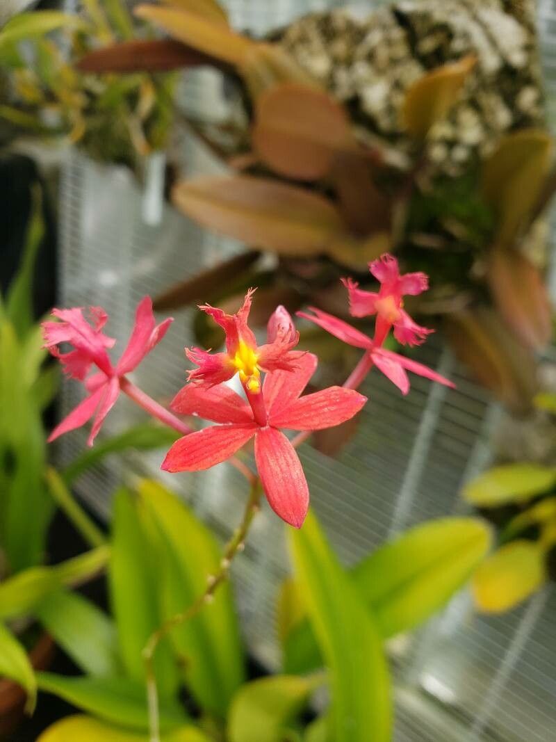 Epidendrum spp. flower