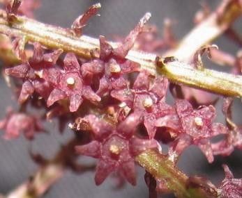 Dioscorea lepida flower