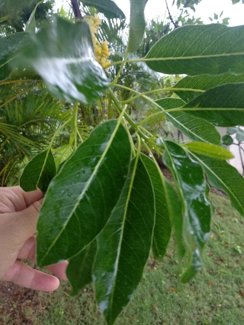 Sideroxylon foetidissimum leaf