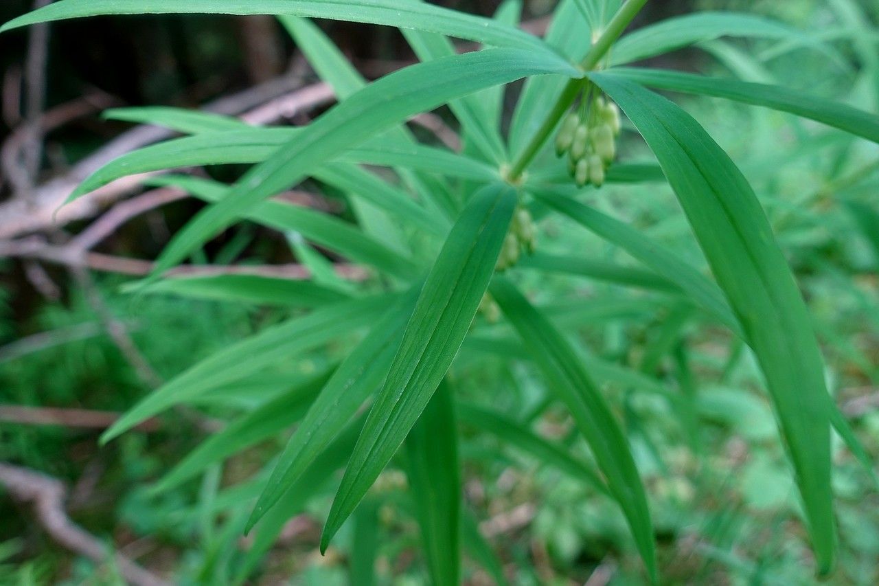 Polygonatum verticillatum — search result for 'Himalayas'