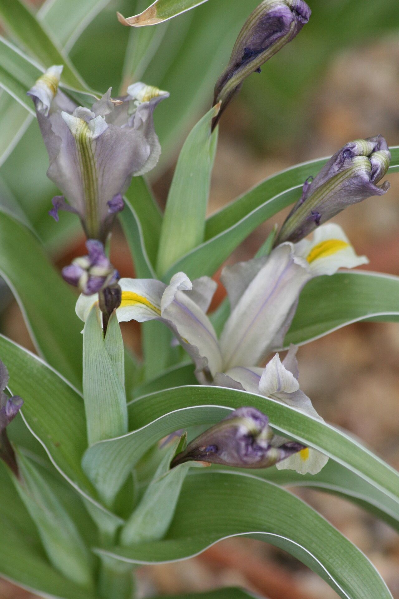 Iris capnoides flower
