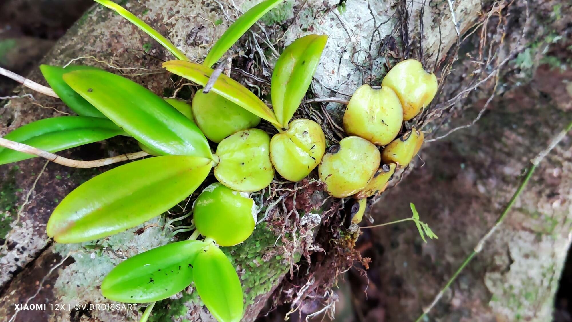 Bulbophyllum lecouflei — houseplant care guide