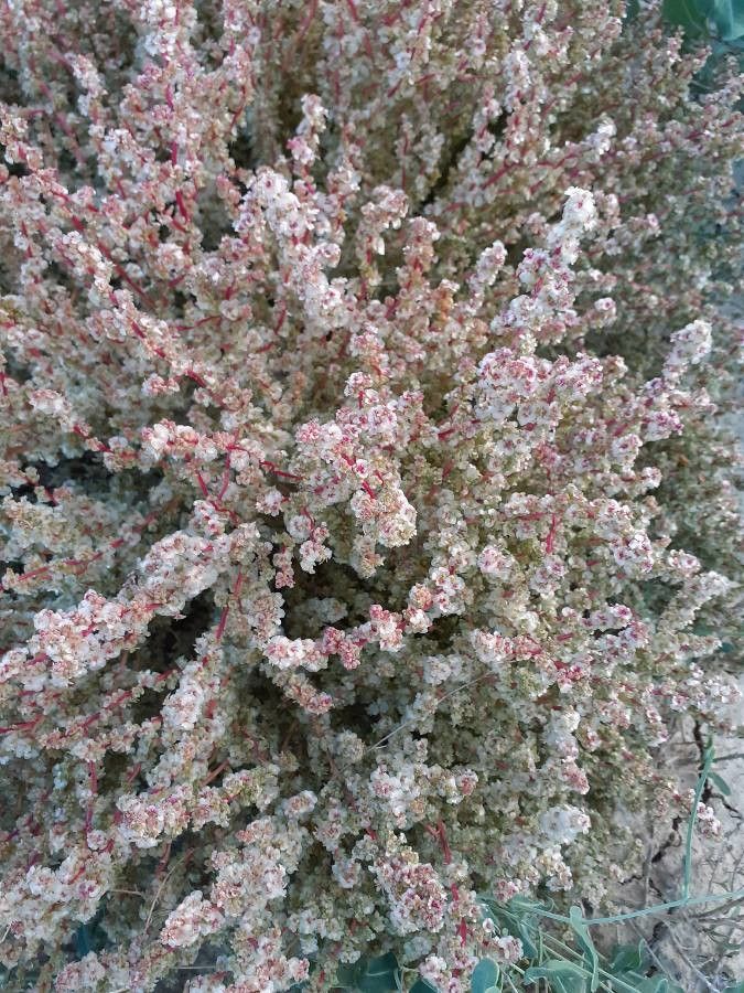 Halogeton sativus flower