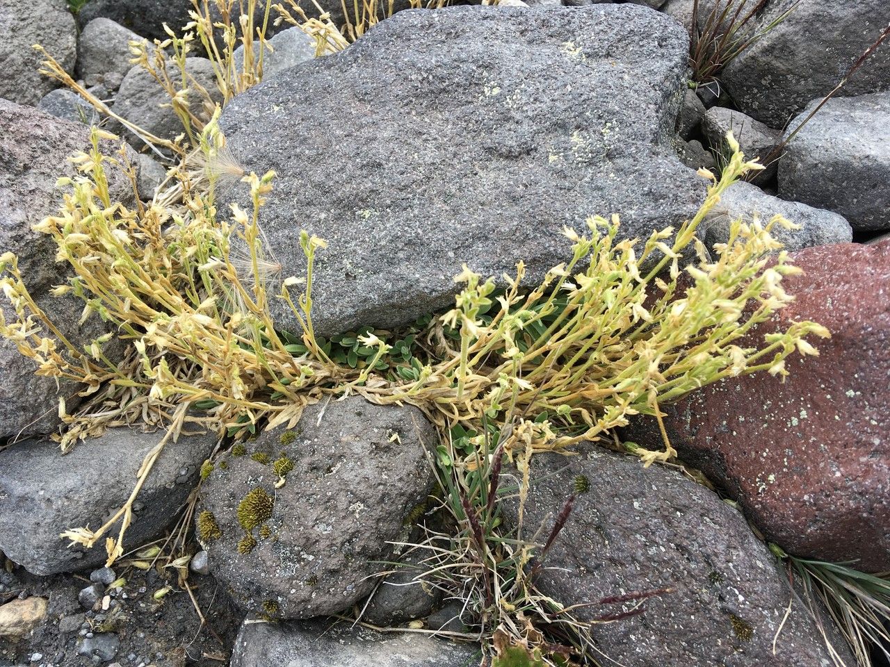 Cerastium vulcanicum habit