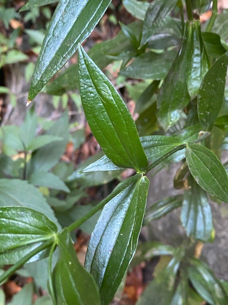 Ixanthus viscosus leaf