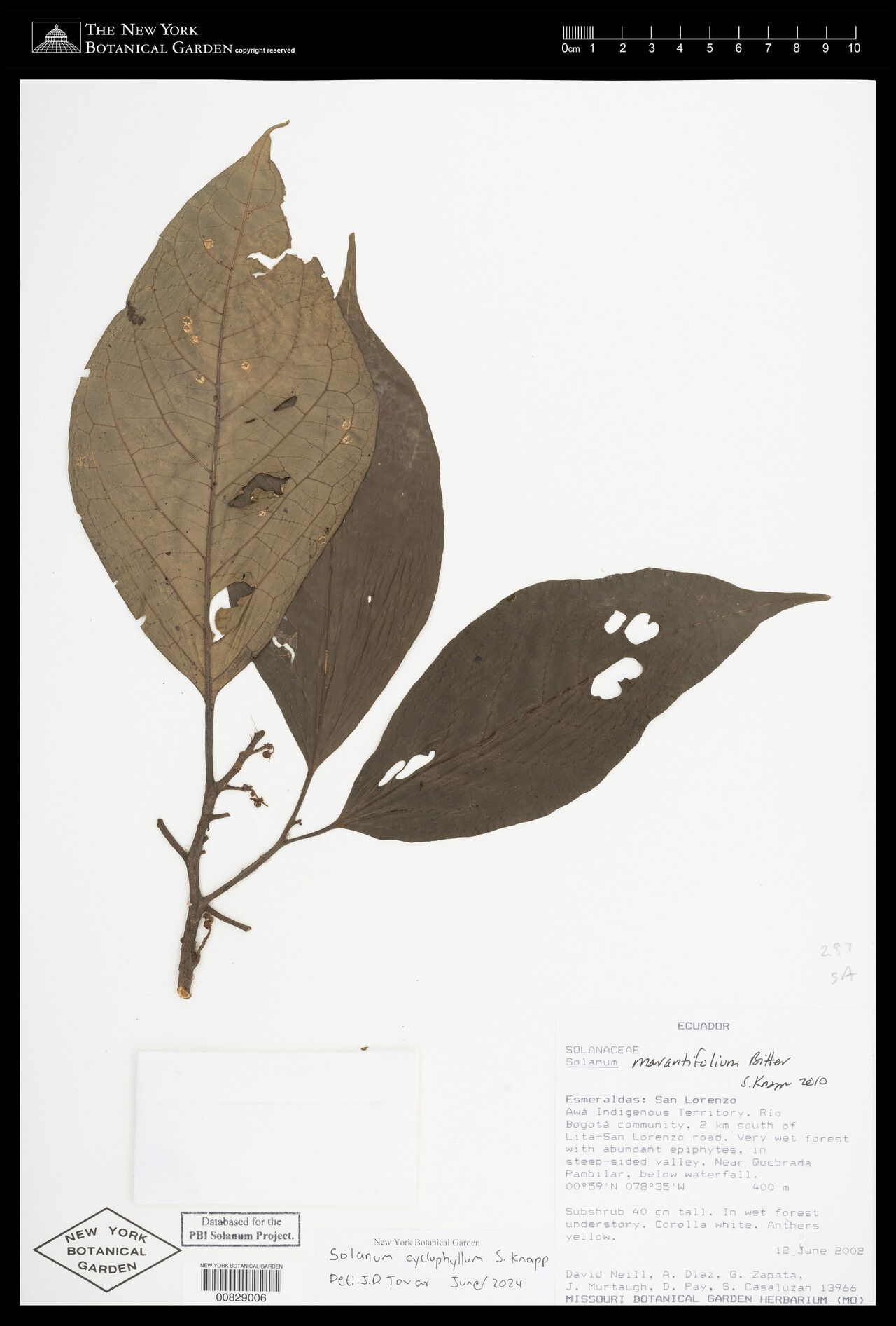 Solanum cyclophyllum — houseplant care guide