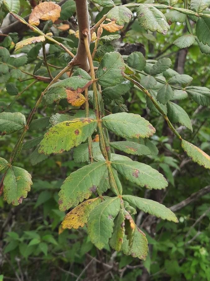 Bursera tomentosa — search result for 'Bursera'