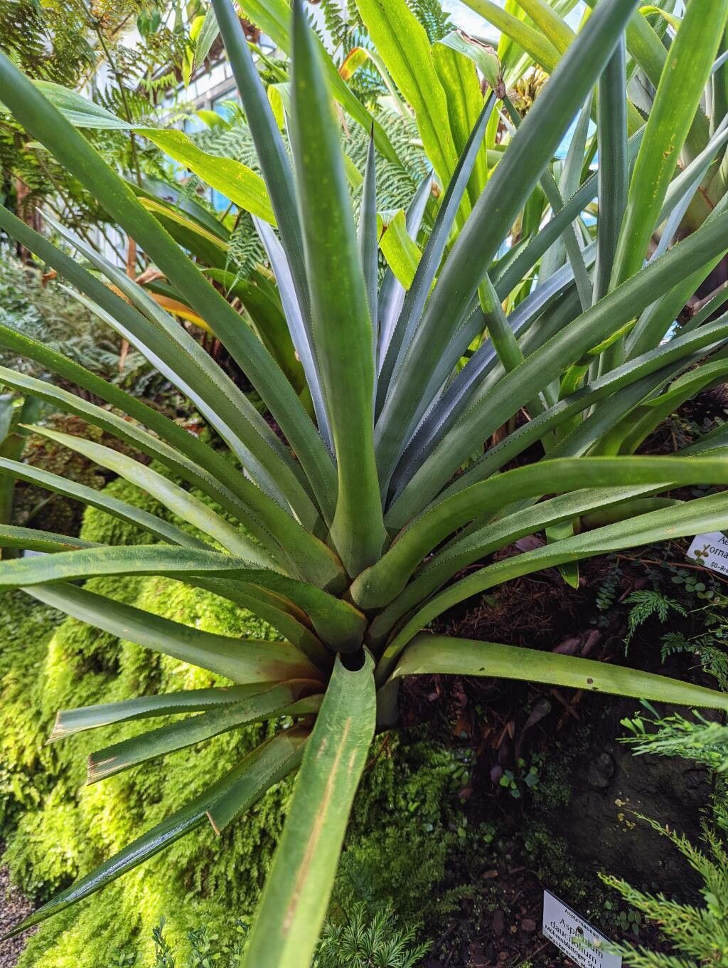 Aechmea ornata habit
