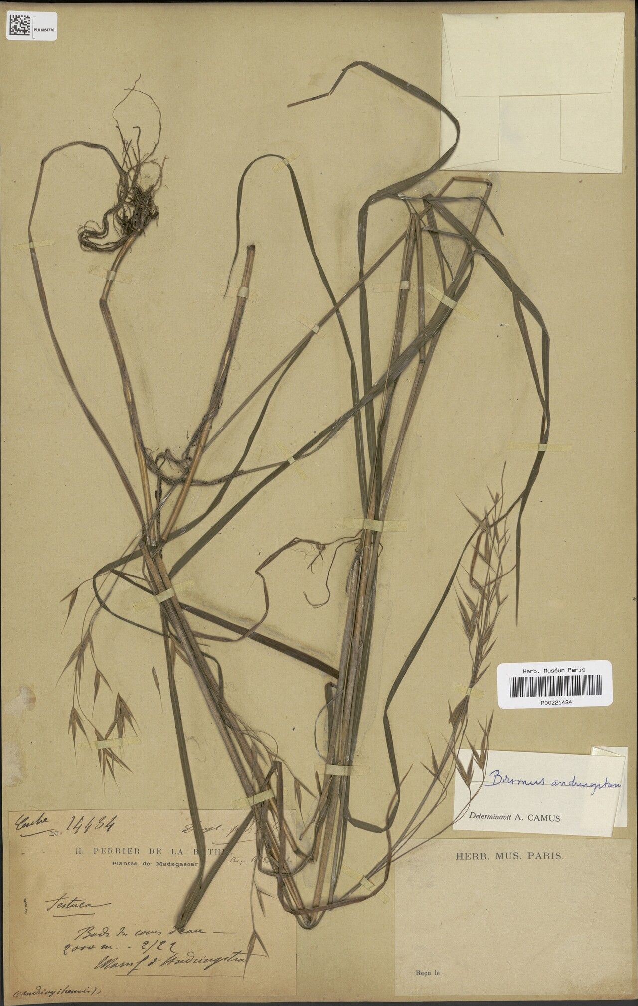 Bromus andringitrensis — related species from the same genus