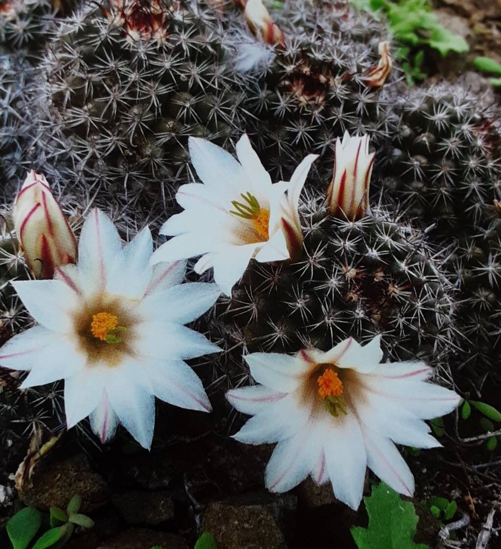 Cochemiea goodridgei — houseplant care guide