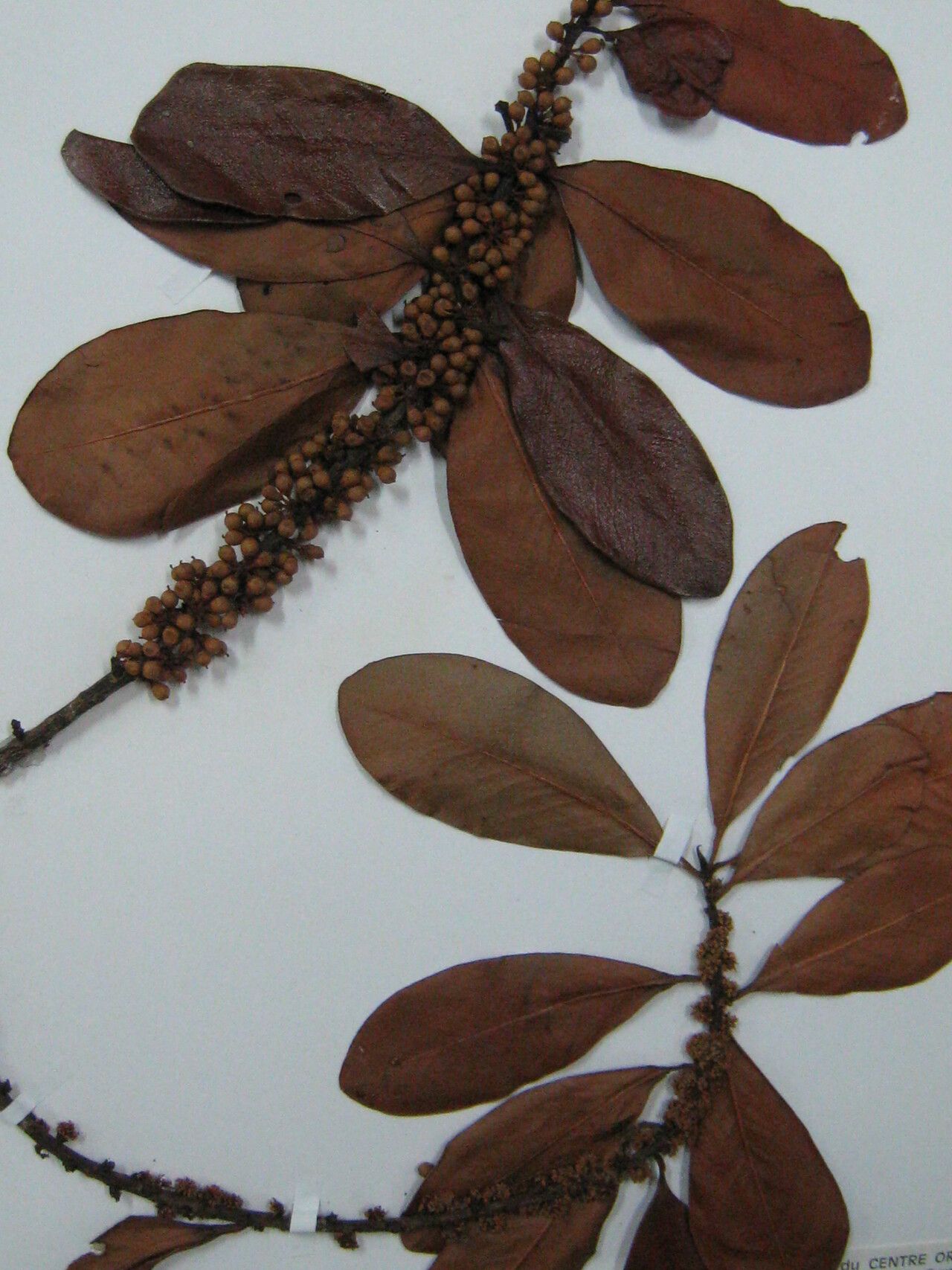 Myrsine guianensis other