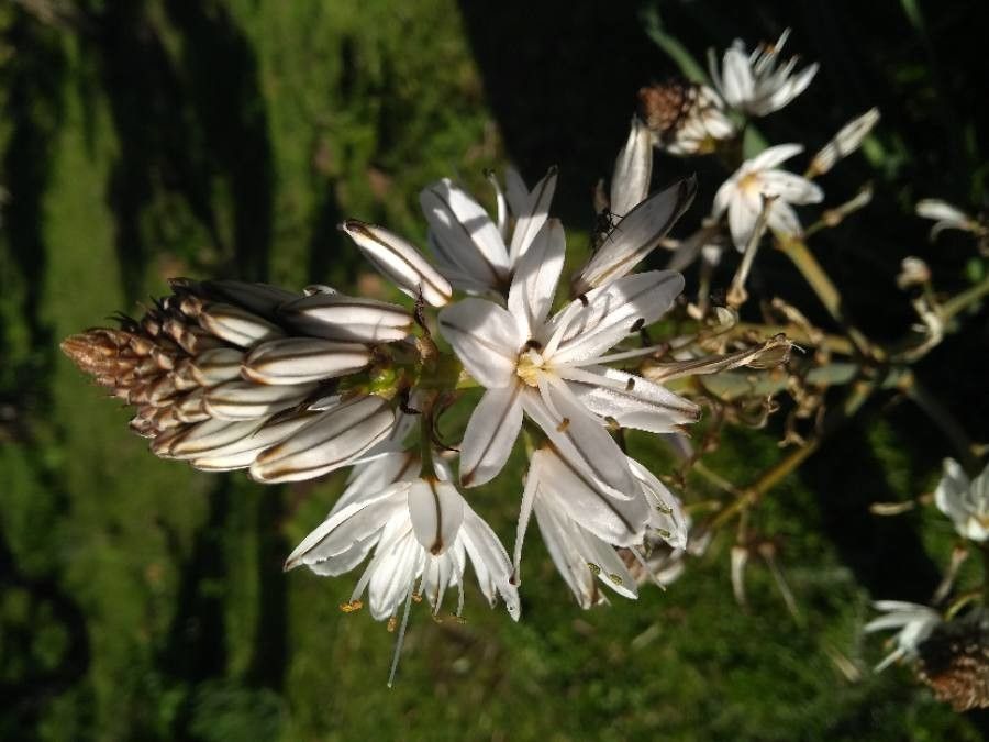 Asphodelus albus flower