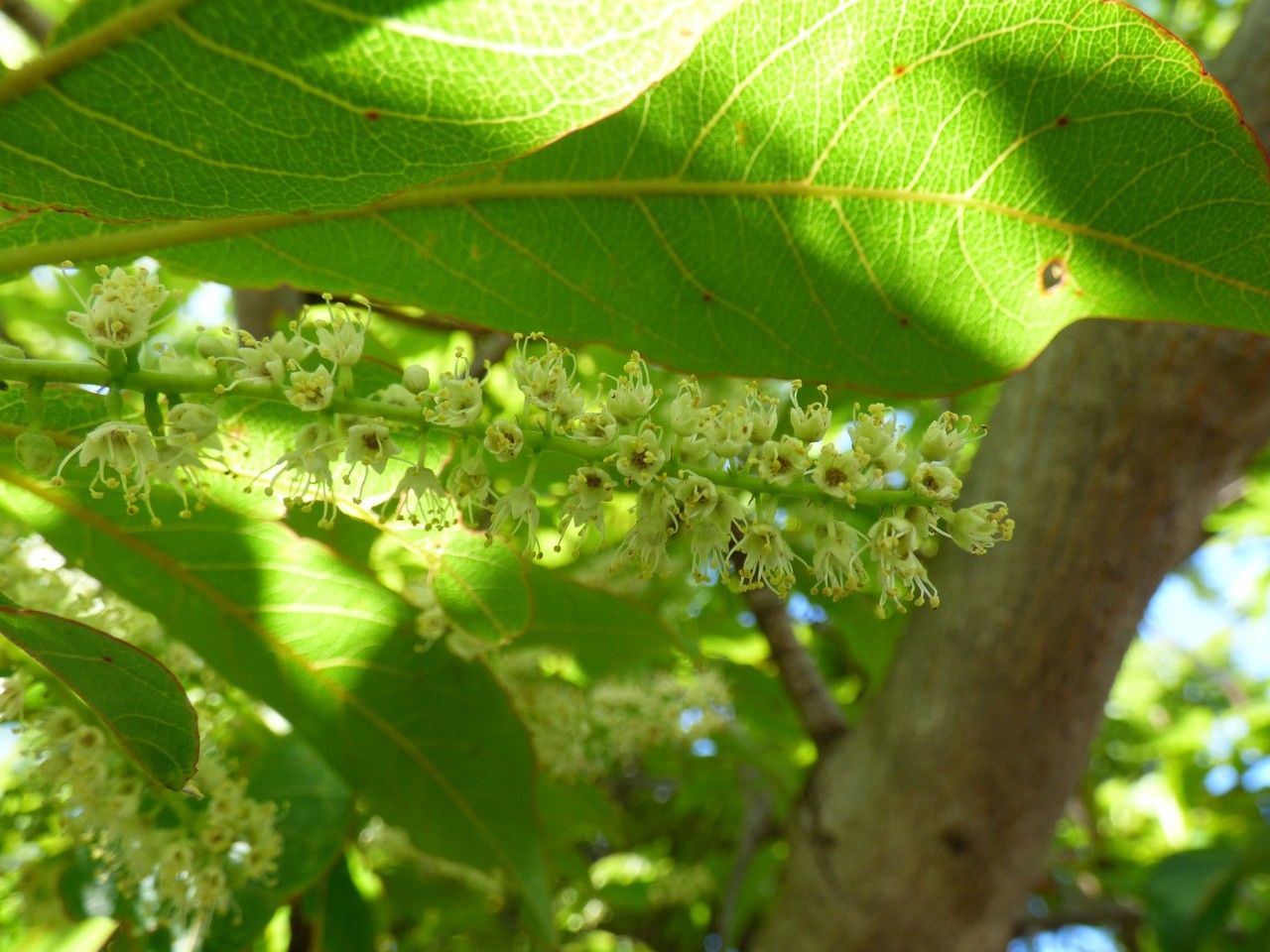 Terminalia bentzoe flower