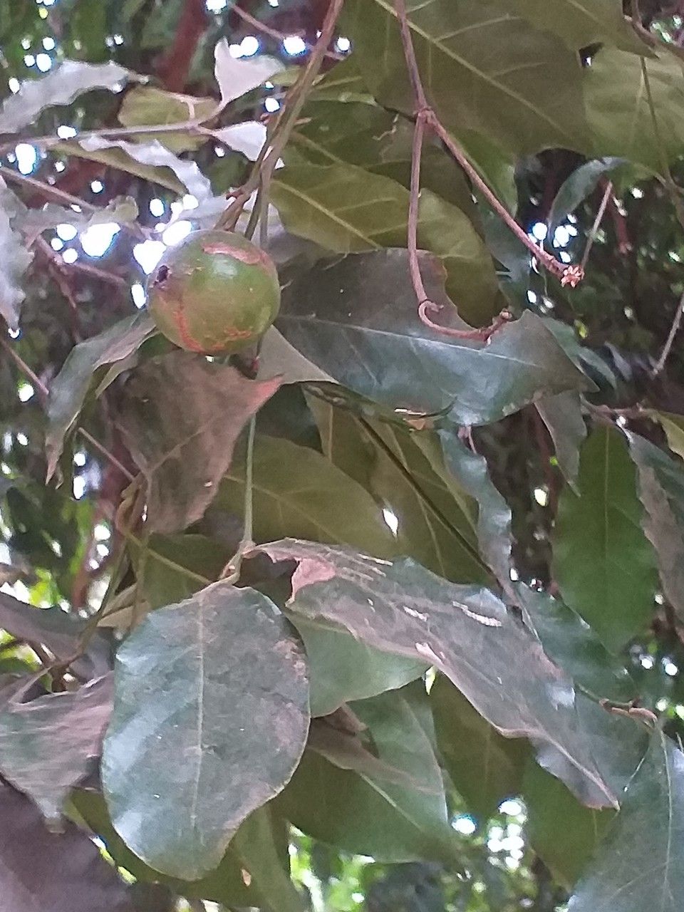 Rothmannia urcelliformis fruit
