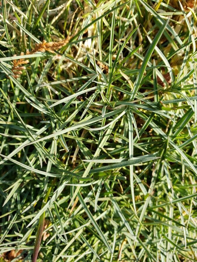 Dianthus integer leaf