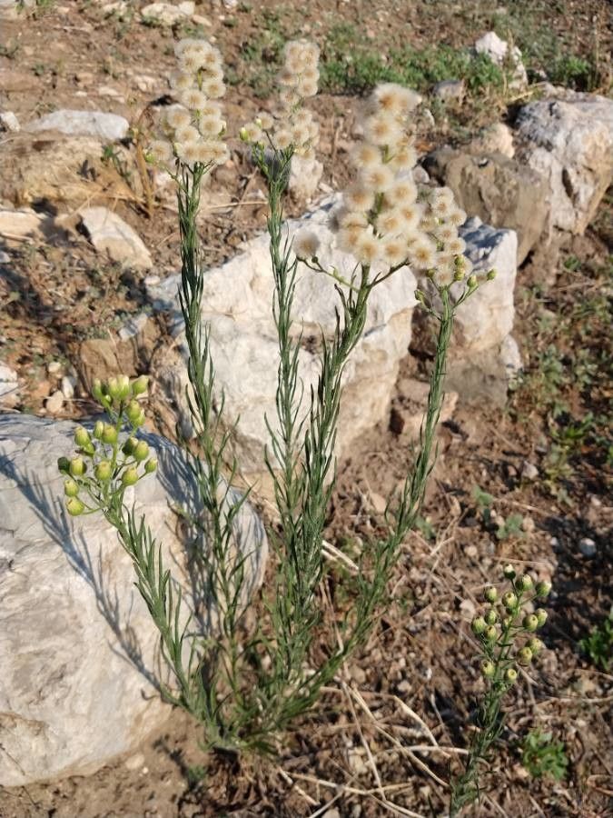 Conyza albida flower